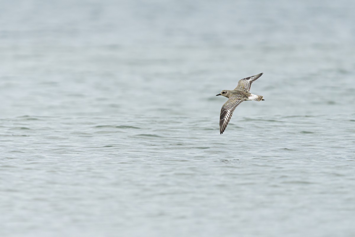 Black-bellied Plover - ML643073864
