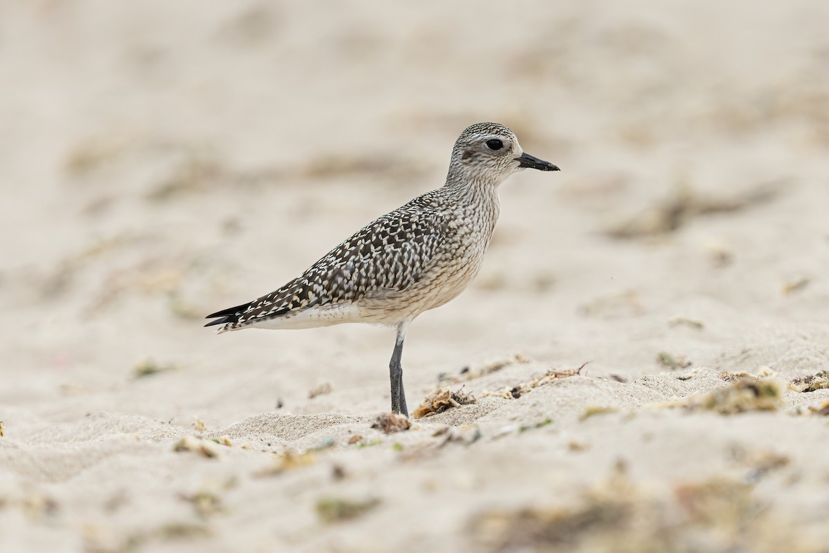 Black-bellied Plover - ML643073865