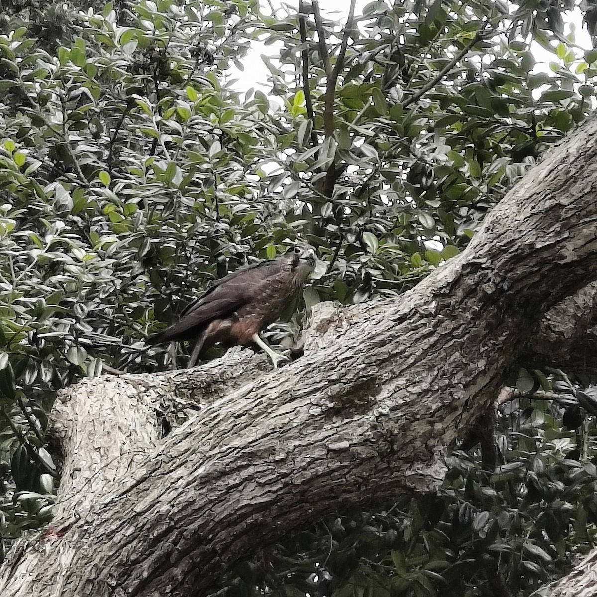 maorifalk - ML643073869