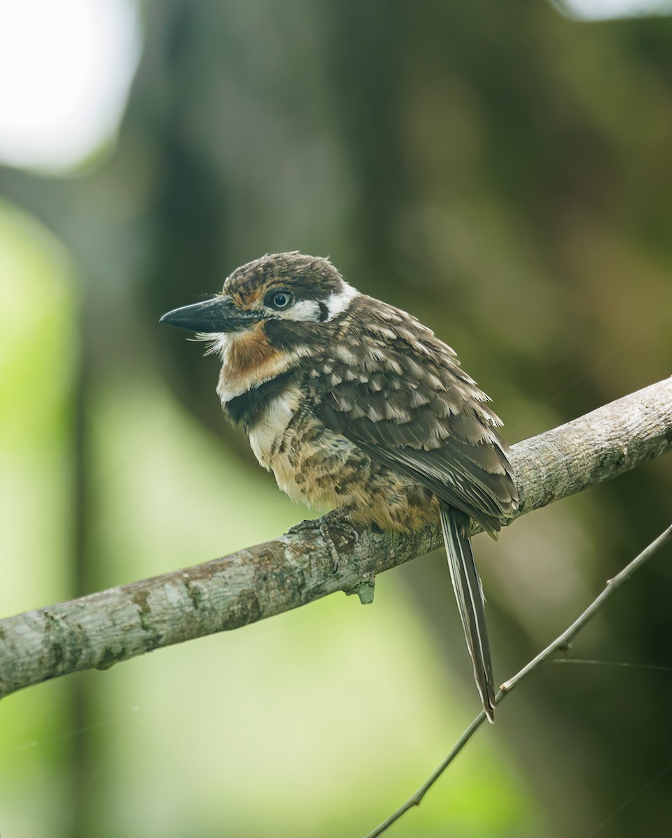 Russet-throated Puffbird - ML643073886