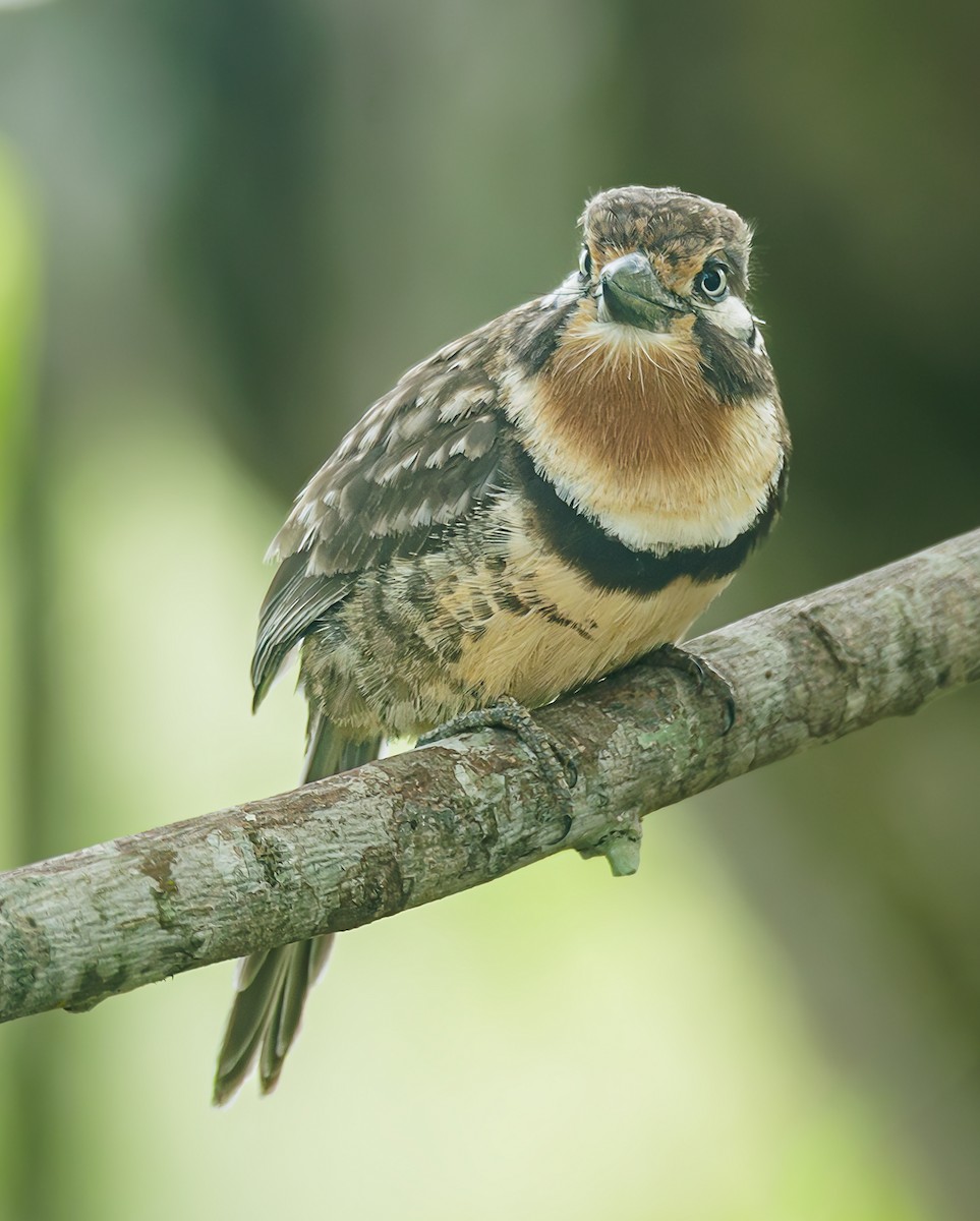 Russet-throated Puffbird - ML643073888