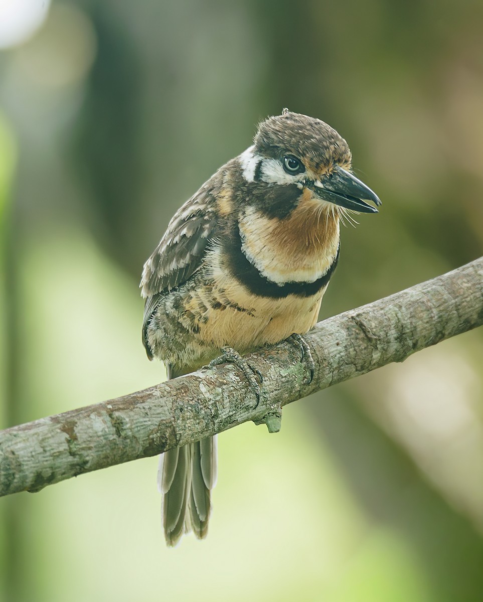 Russet-throated Puffbird - ML643073889