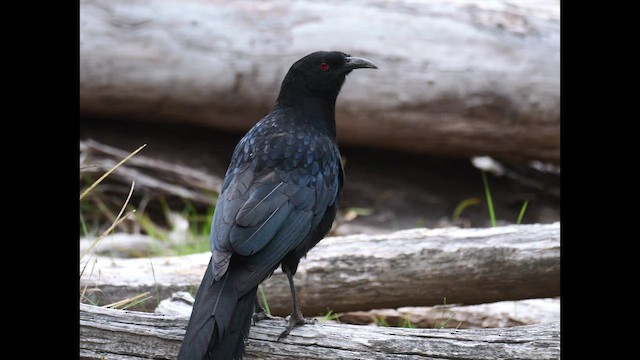 White-winged Chough - ML643073895