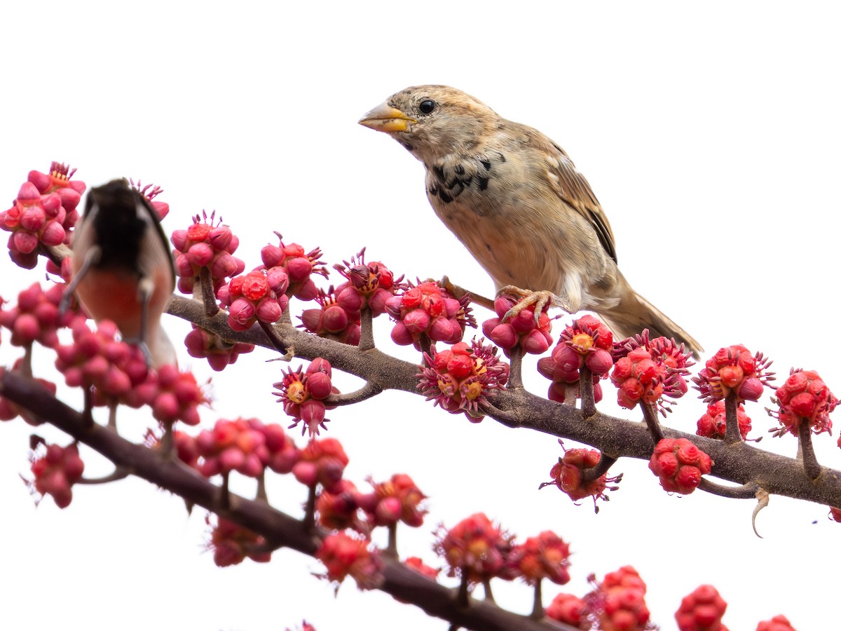 Spanish Sparrow - ML643073922