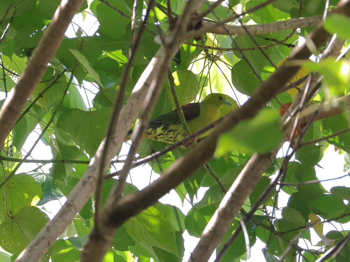 Wedge-tailed Green-Pigeon - ML643073962