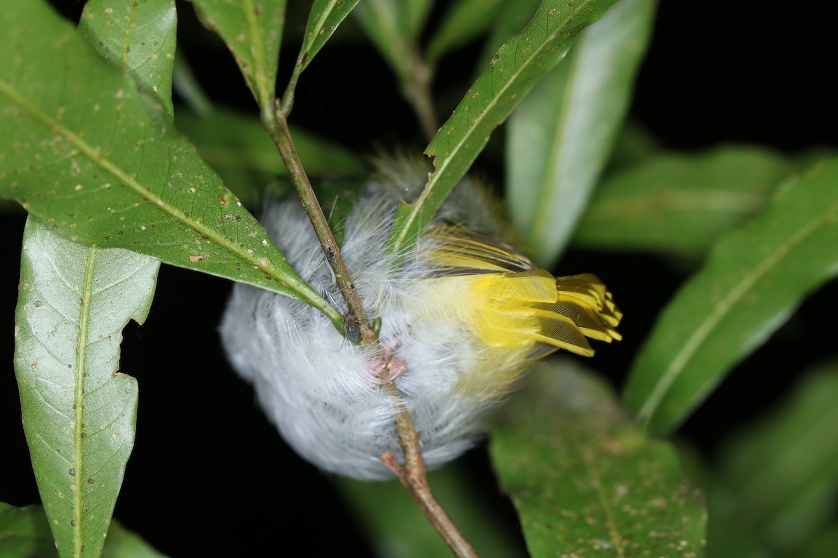 Swinhoe's White-eye - ML643073972