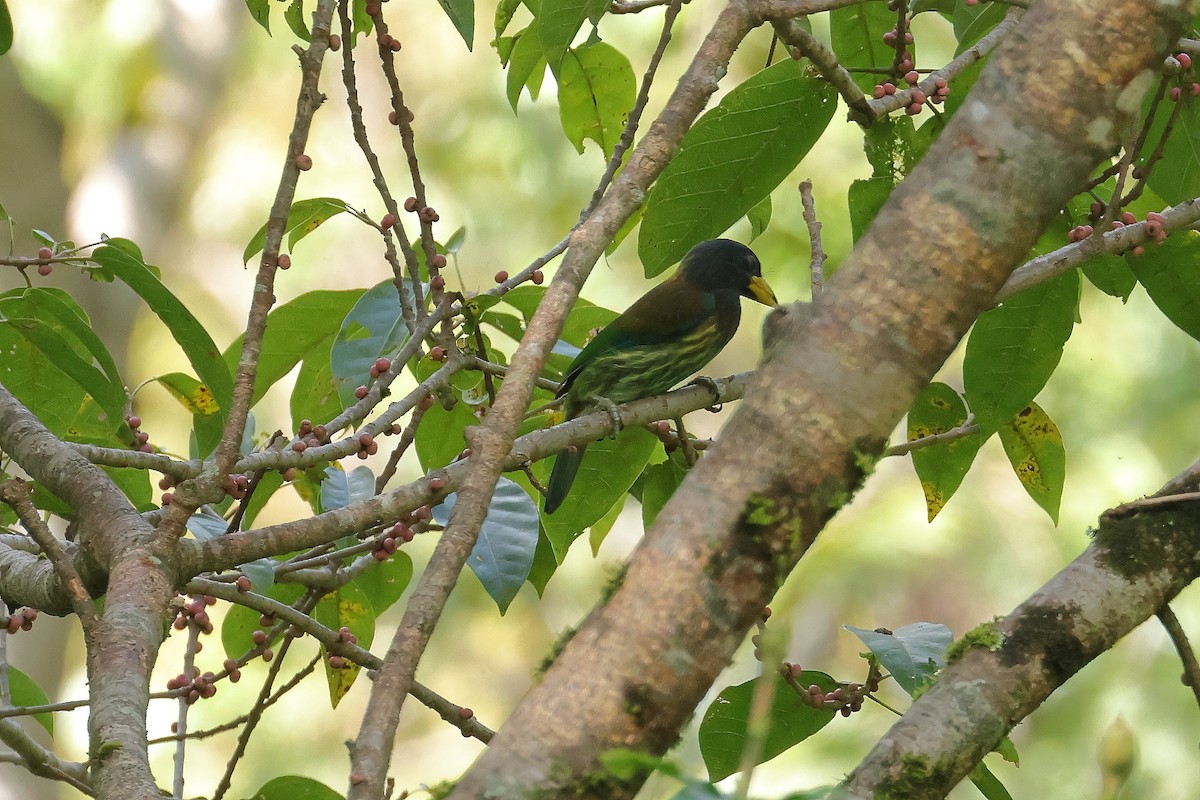 Great Barbet - ML643073973