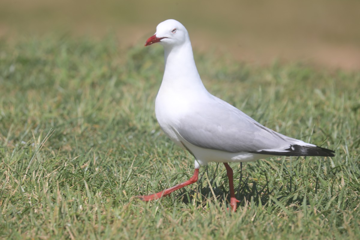 Silver Gull - ML643073975