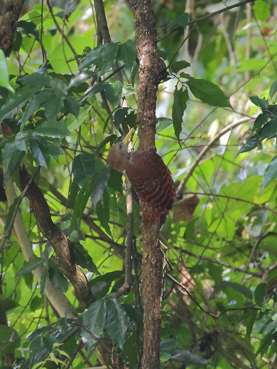 Bay Woodpecker - ML643073977