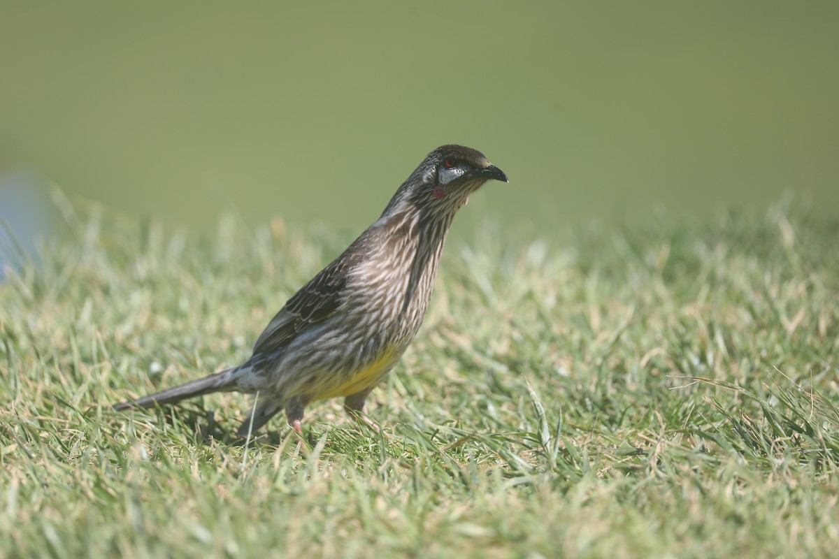 Red Wattlebird - ML643073978