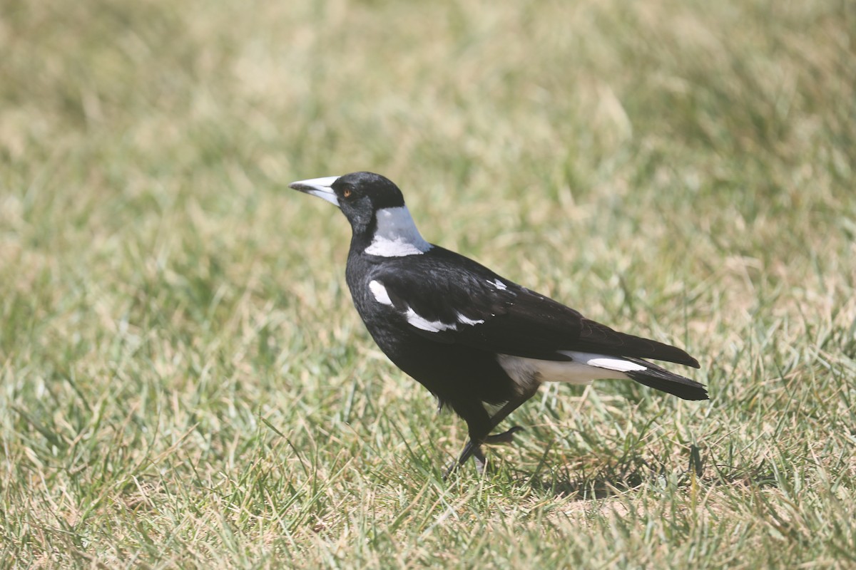 Australian Magpie - ML643073982