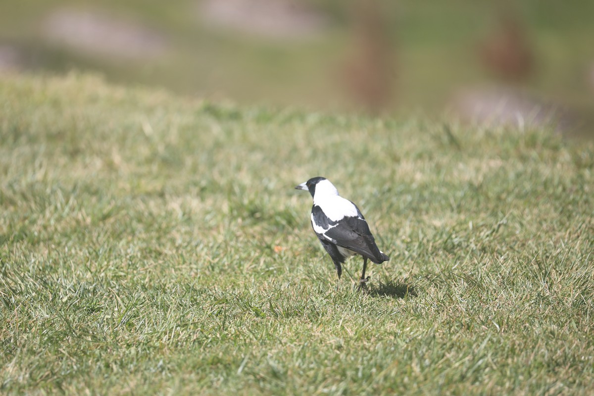 Australian Magpie (White-backed) - ML643073985