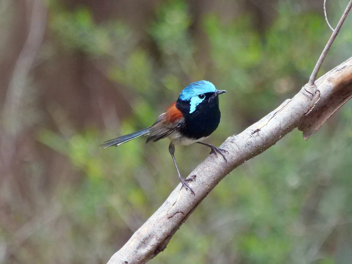 Red-winged Fairywren - ML643073990