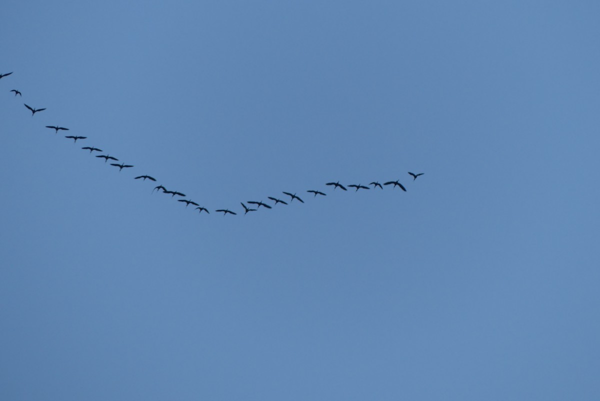 White-faced Ibis - ML643073995