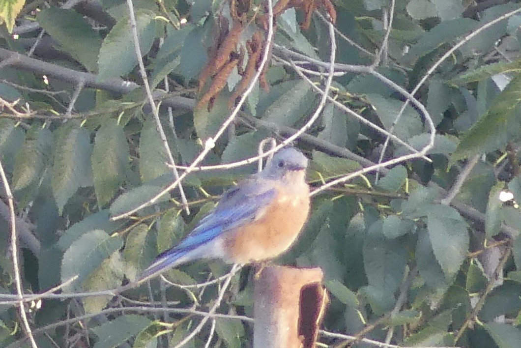 Western Bluebird - ML643073998