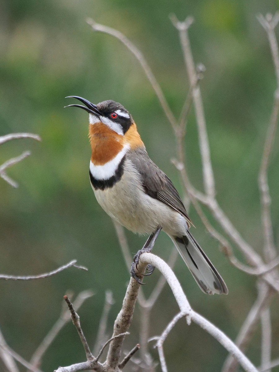 Western Spinebill - ML643074000