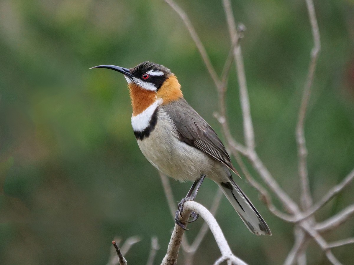 Western Spinebill - ML643074001