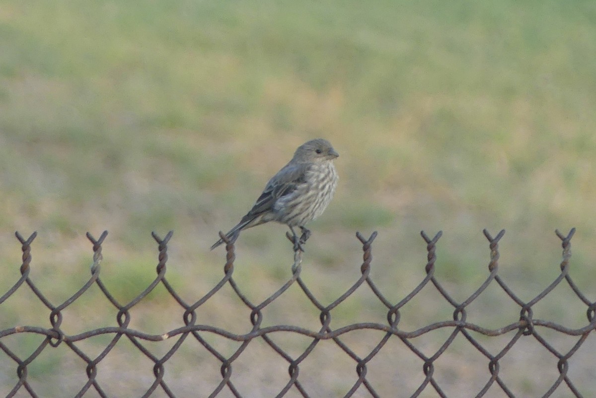 House Finch - ML643074002