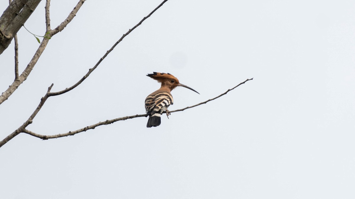 דוכיפת - ML643074006