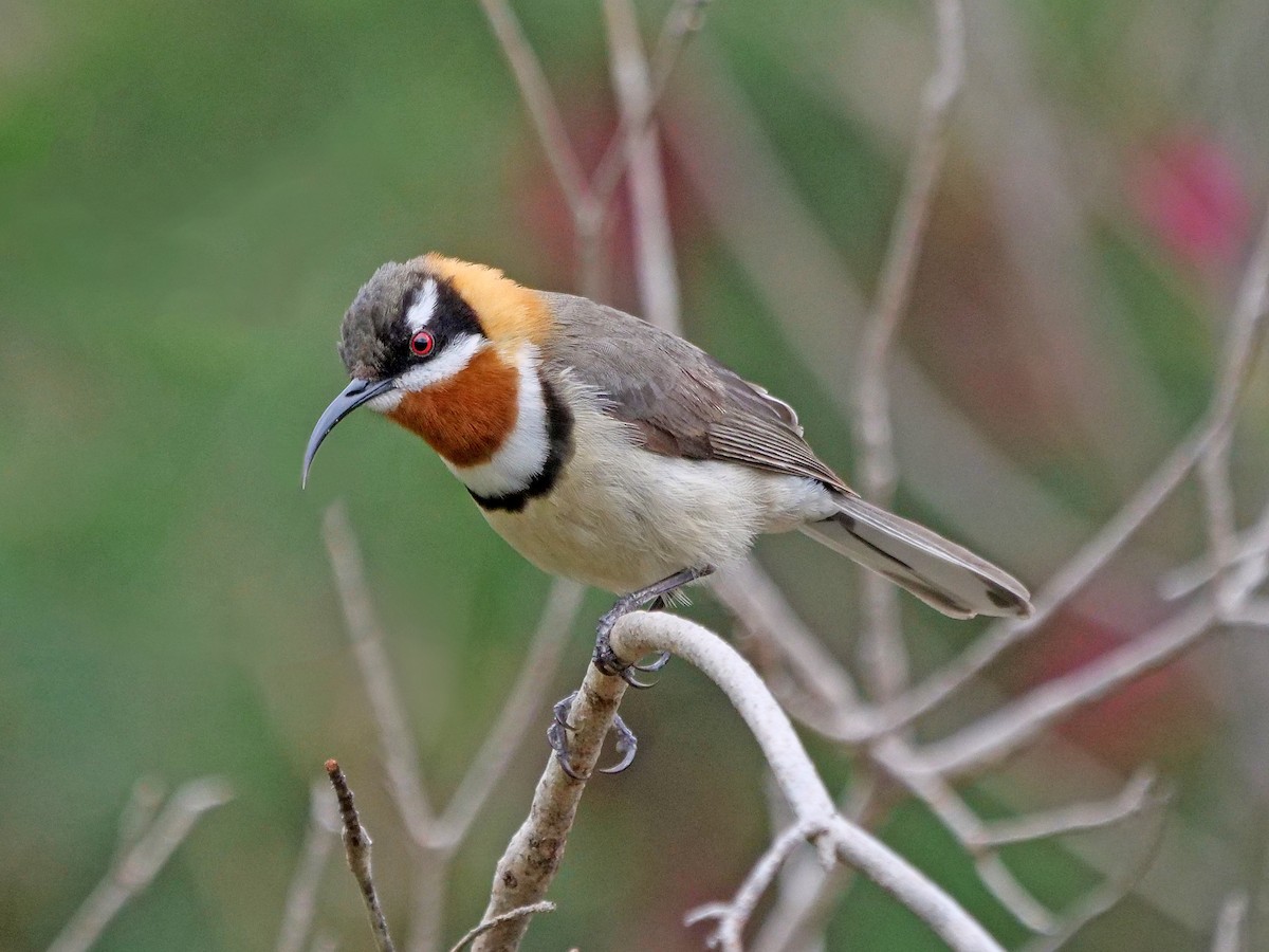 Western Spinebill - ML643074007