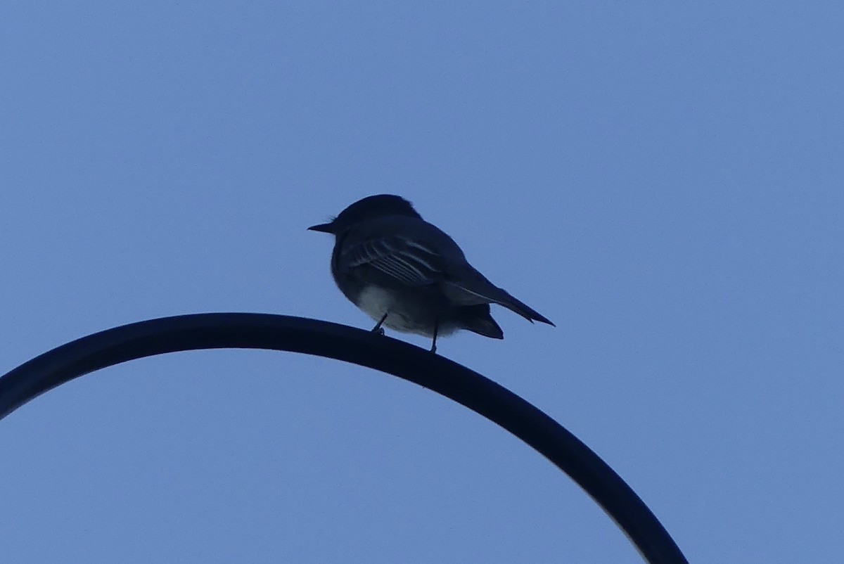 Black Phoebe - ML643074008