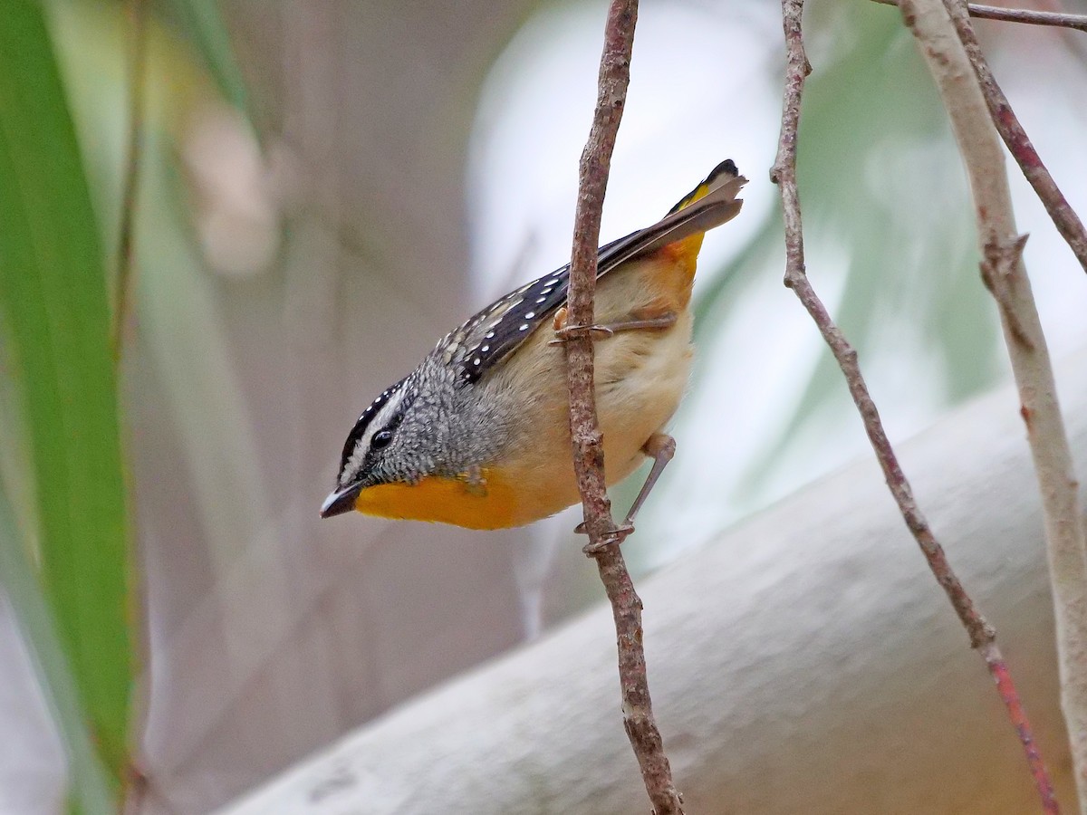 Spotted Pardalote - ML643074019
