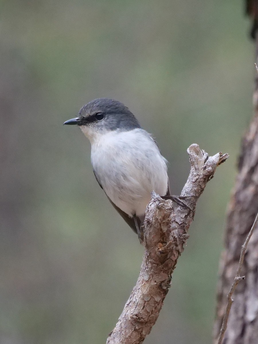 White-breasted Robin - ML643074024