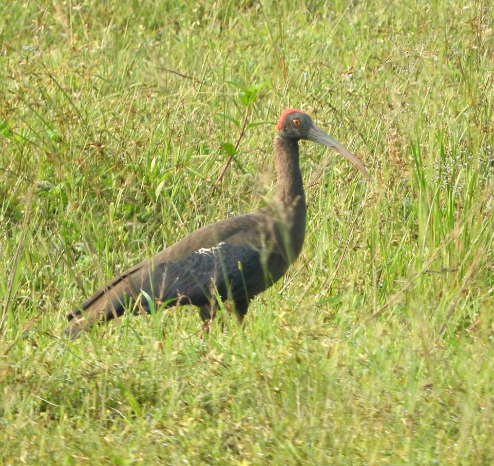 Red-naped Ibis - ML643074028