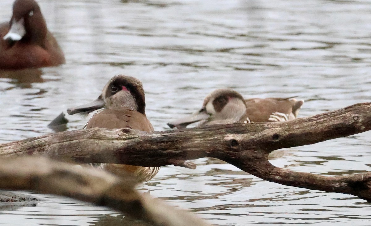 Pink-eared Duck - ML643074033