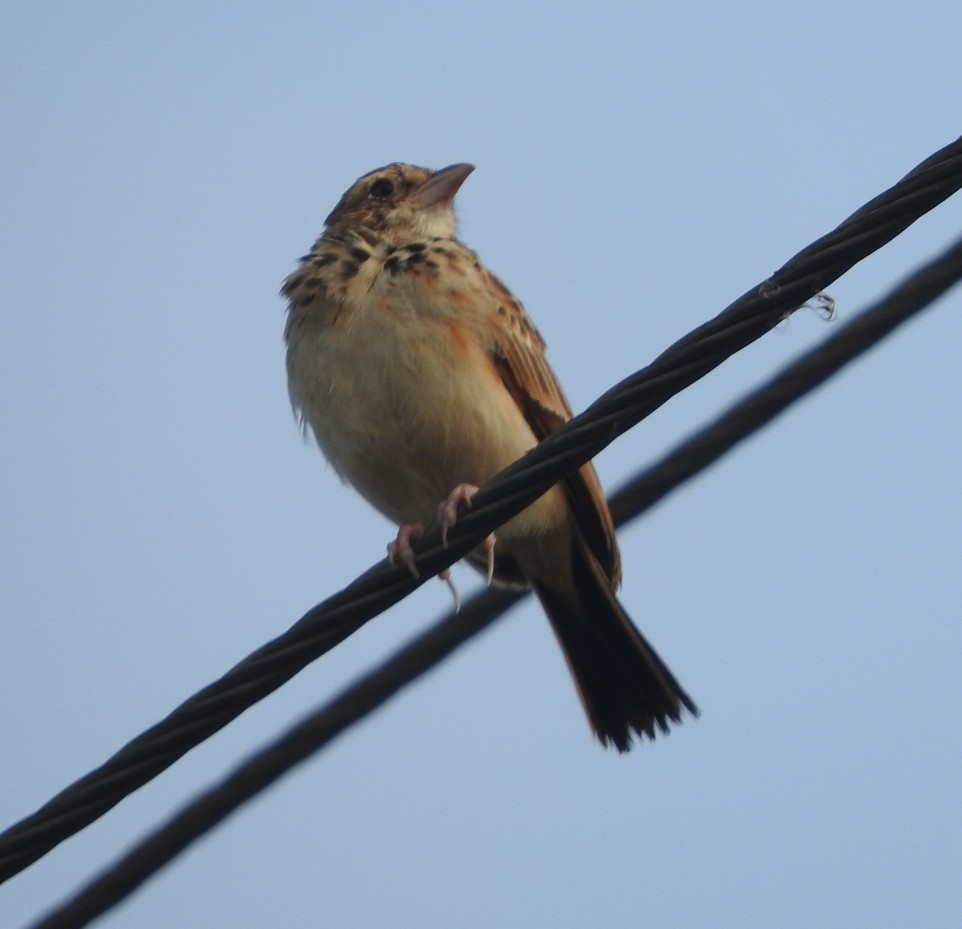 Indian Bushlark - ML643074050
