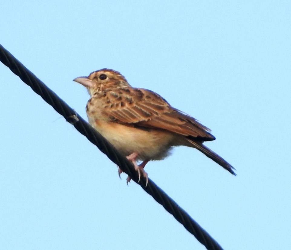 Indian Bushlark - ML643074051