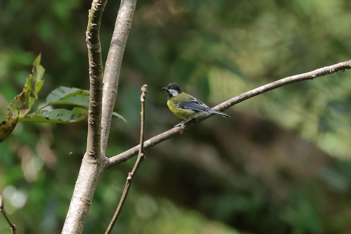 Green-backed Tit - ML643074054