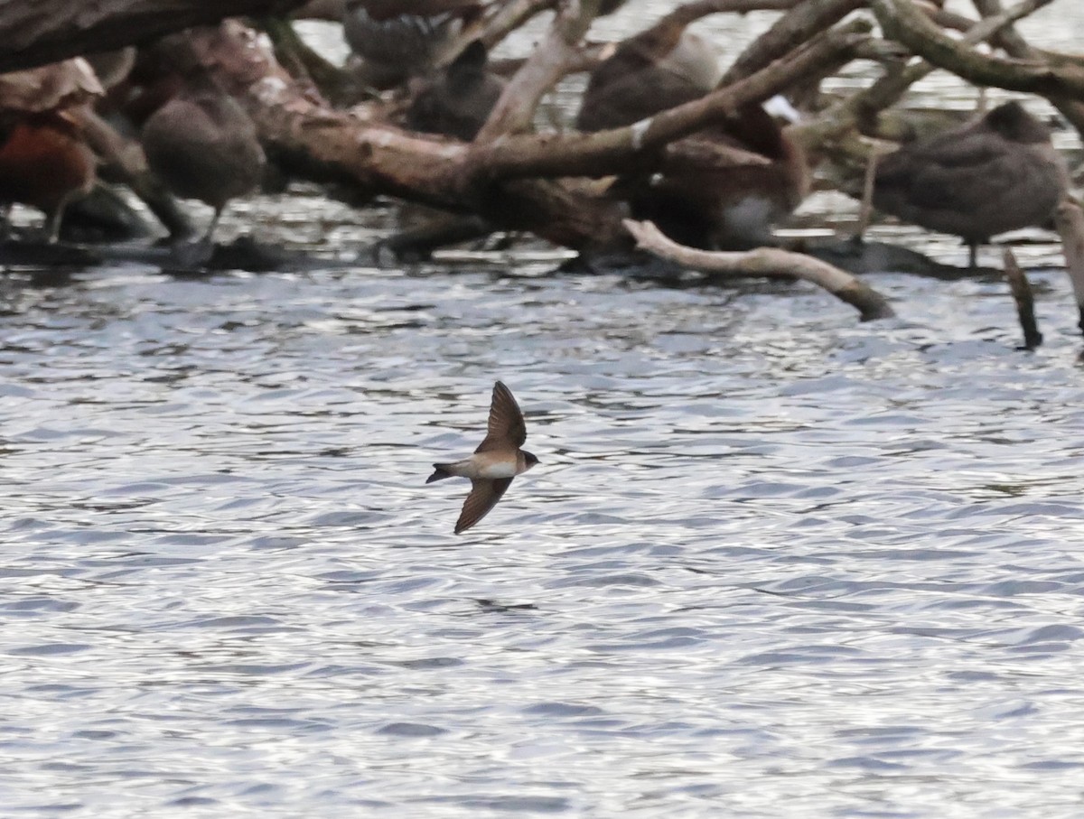 Tree Martin - ML643074056