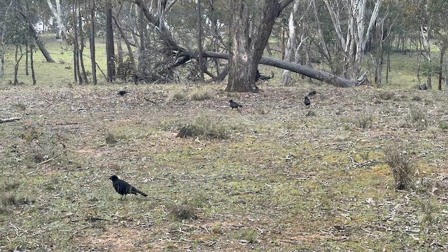 White-winged Chough - ML643074057
