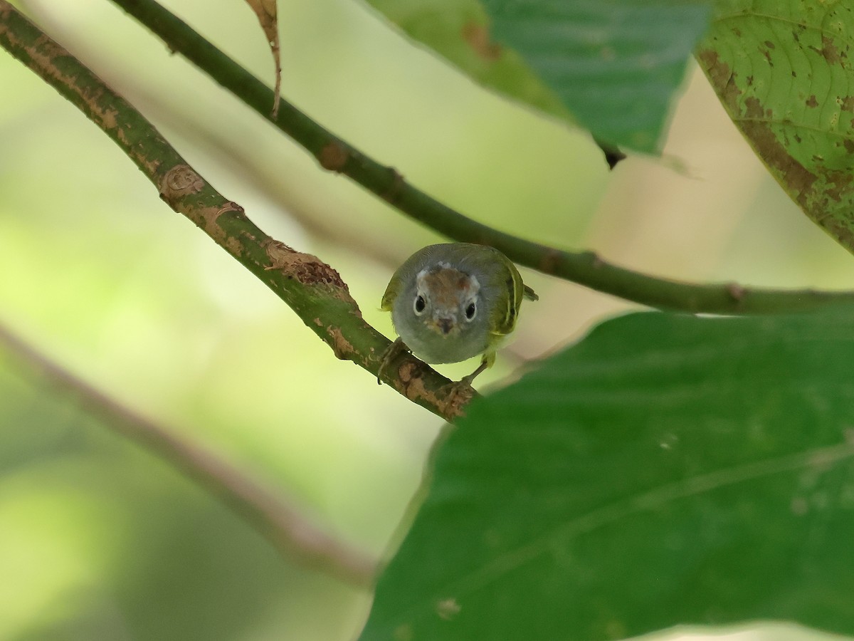 Chestnut-crowned Warbler - ML643074061