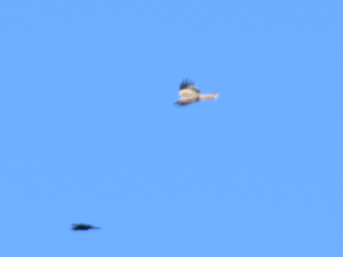 Red Kite - ML643074070