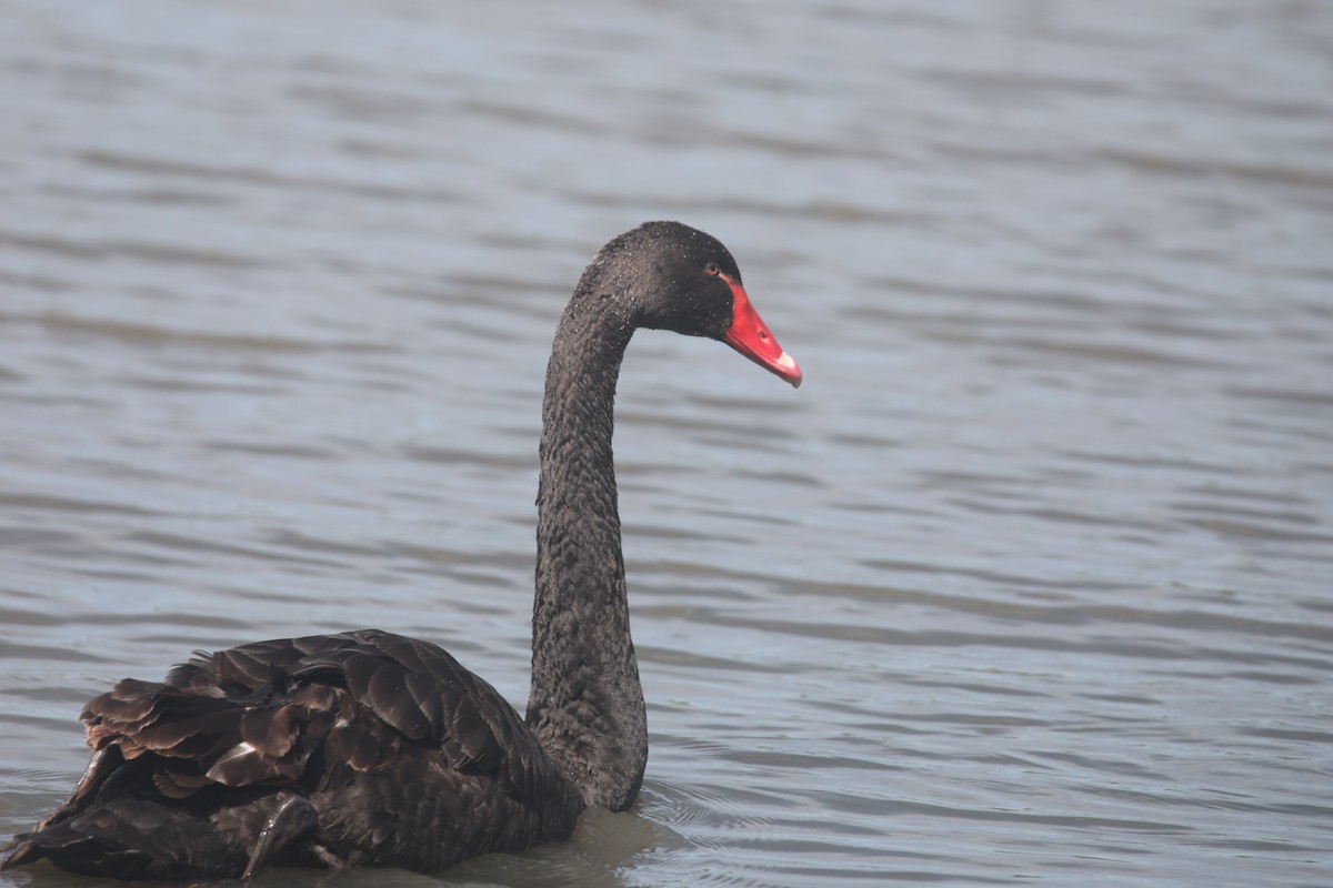 Black Swan - ML643074103