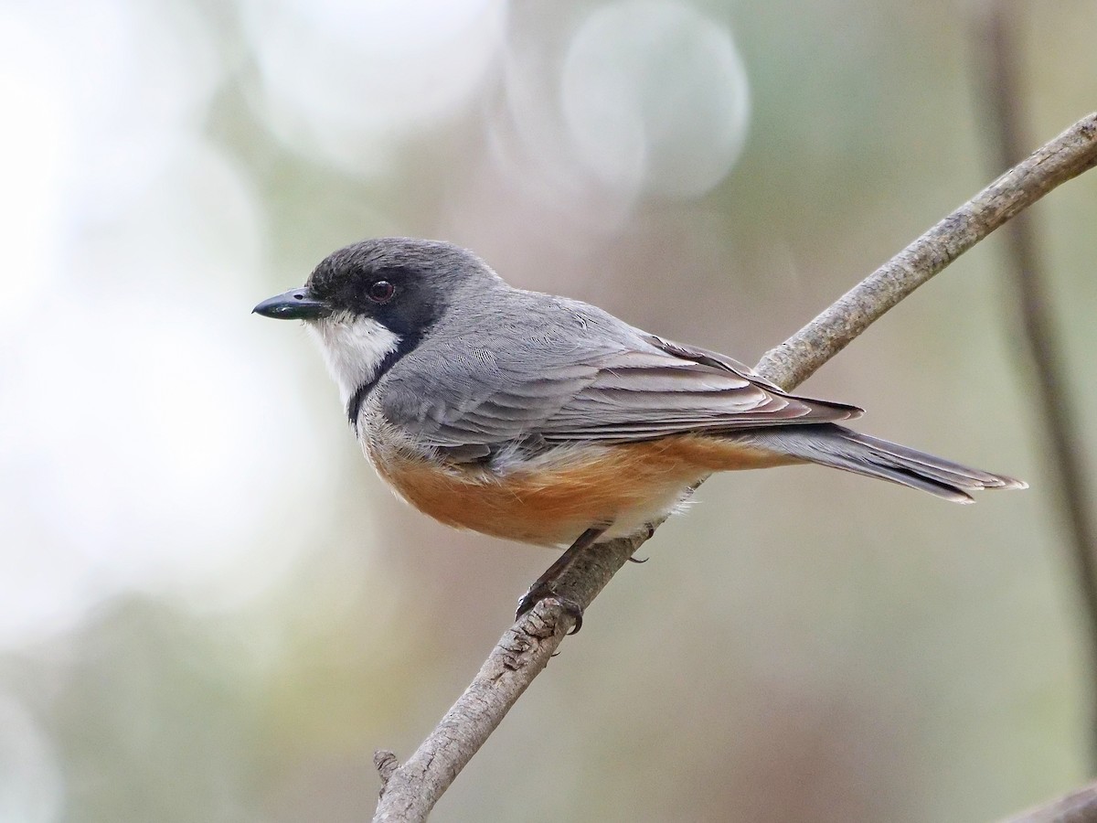 Rufous Whistler - ML643074117