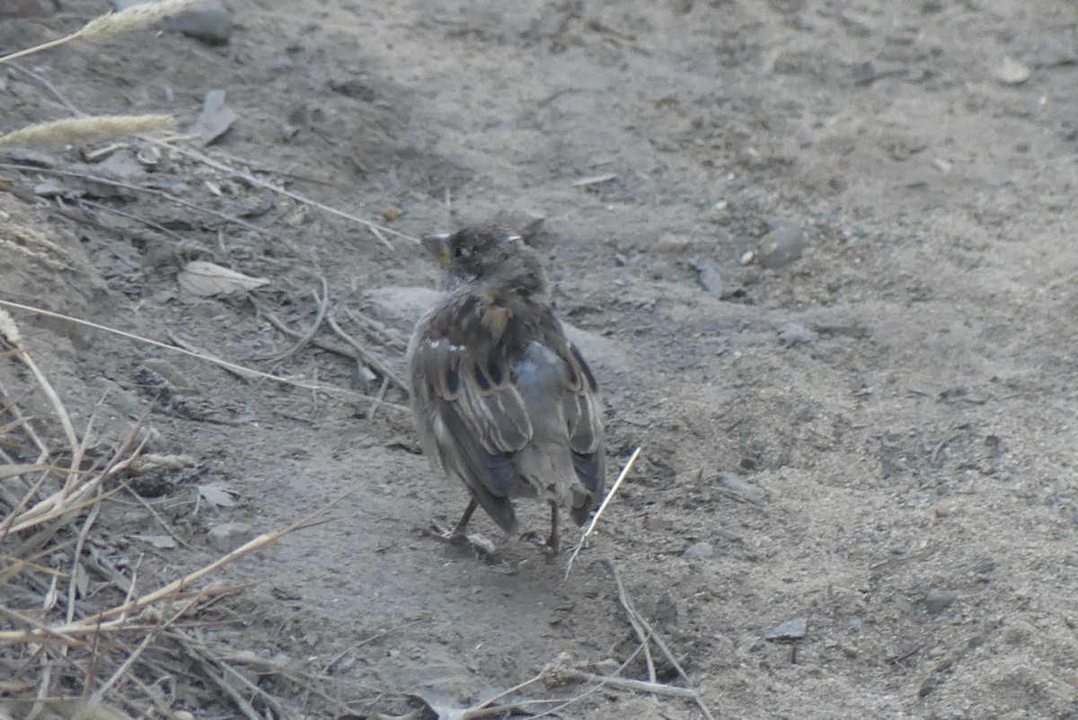House Sparrow - ML643074124