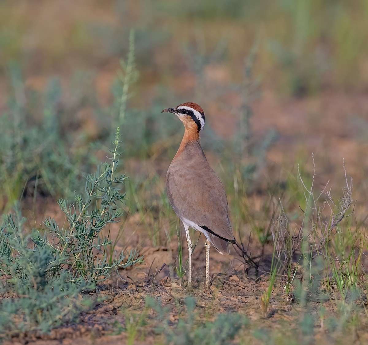 Indian Courser - ML643074141