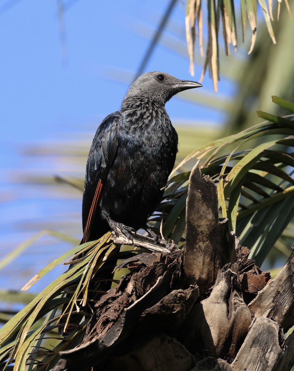 Rotschwingenstar - ML643074142