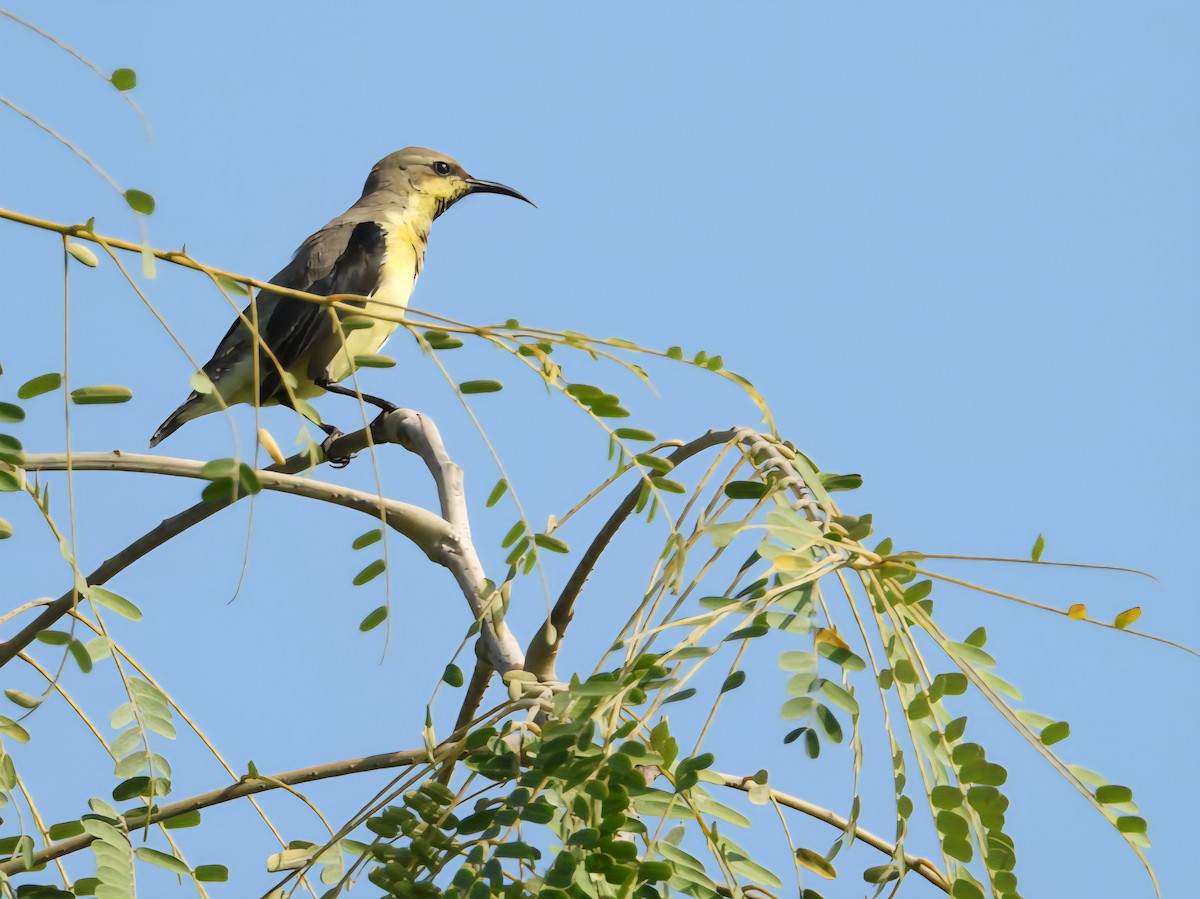 Purple Sunbird - ML643074199