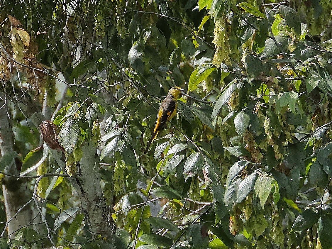 Long-tailed Minivet - ML643074204
