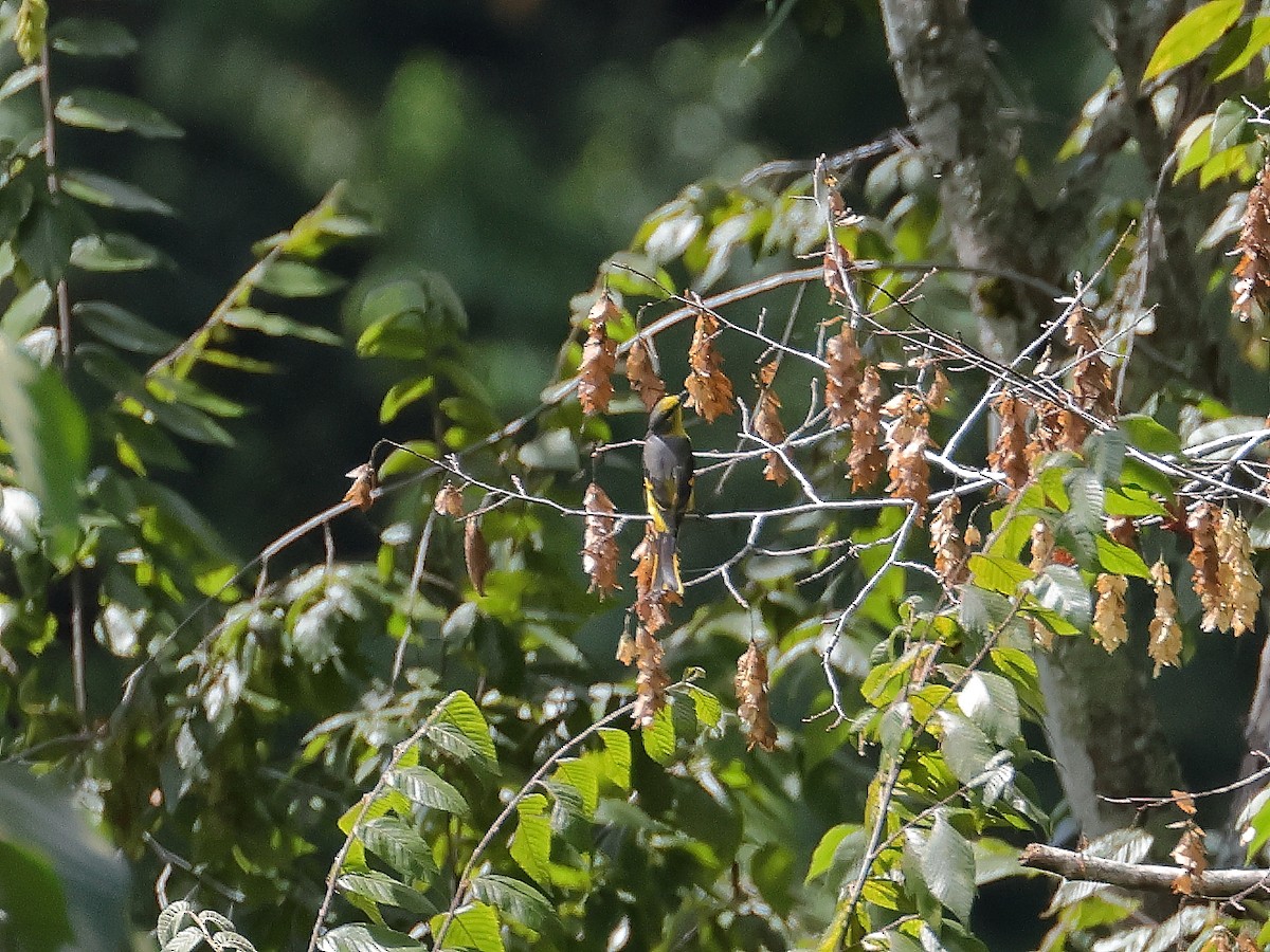 Long-tailed Minivet - ML643074205