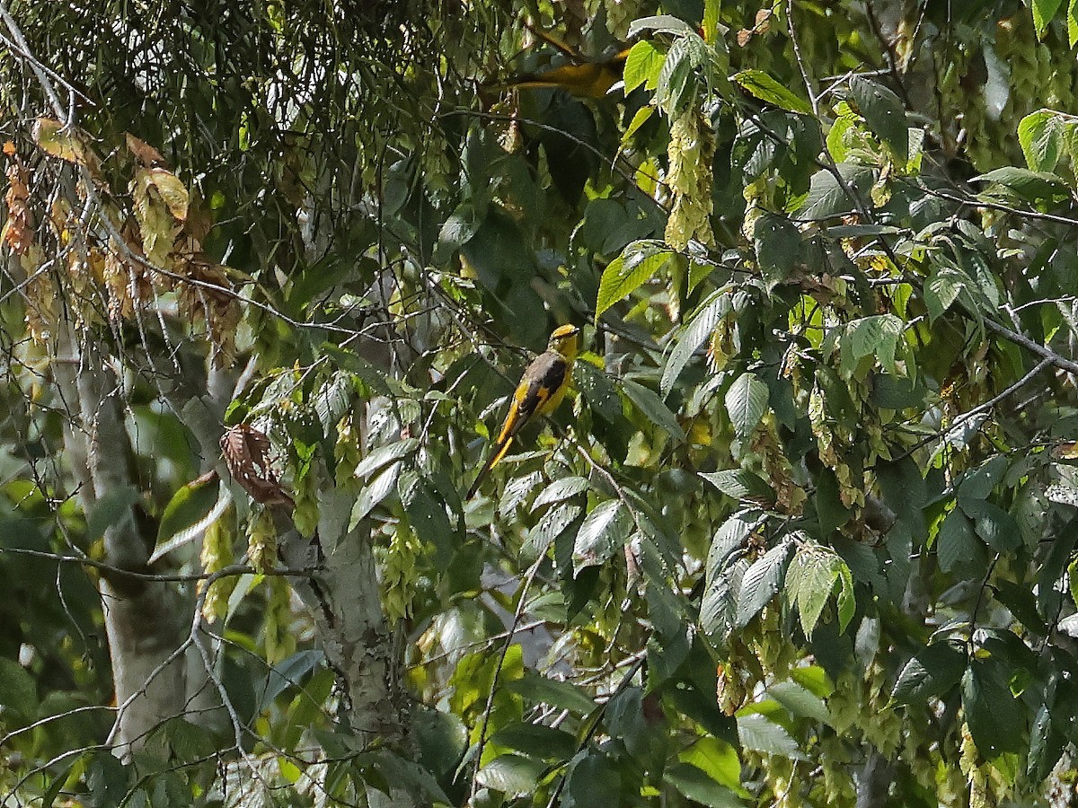 Long-tailed Minivet - ML643074206