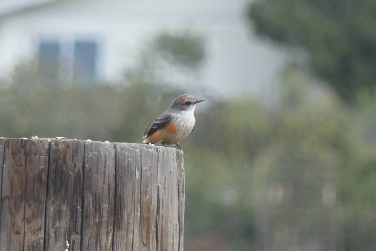 Vermilion Flycatcher - ML643074211