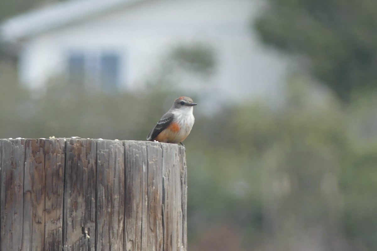 Vermilion Flycatcher - ML643074212
