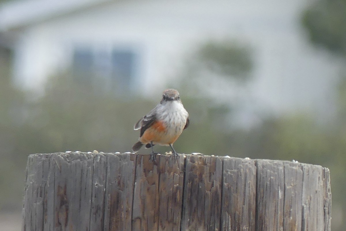 Vermilion Flycatcher - ML643074214
