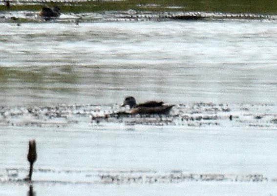 Cotton Pygmy-Goose - ML643074241