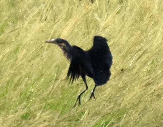 Black Bittern - ML643074255